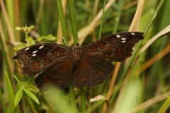 Junonia natalica