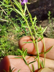 Prostanthera scutellarioides