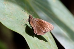 Koruthaialos rubecula