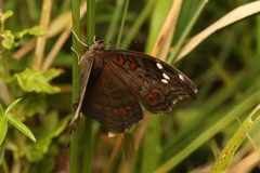 Junonia natalica