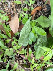 Leptochilus wrightii