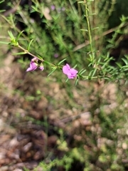 Prostanthera scutellarioides