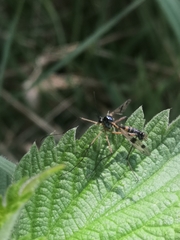 Ptychoptera contaminata