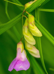 Lathyrus palustris
