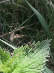 Ptychoptera contaminata