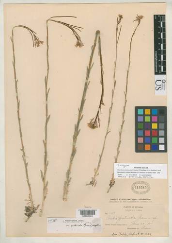 meadow rockcress (Boechera pratincola)
