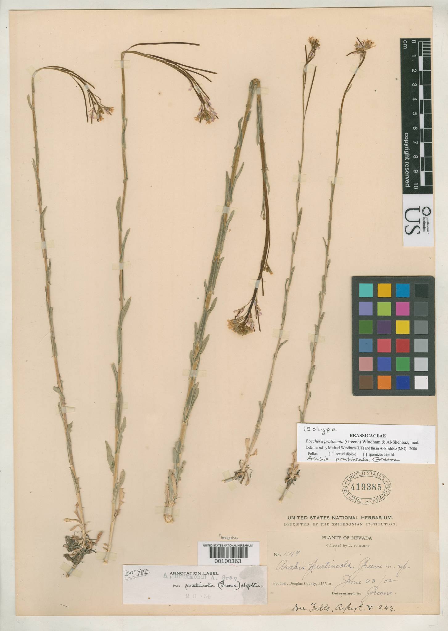 Boechera pratincola