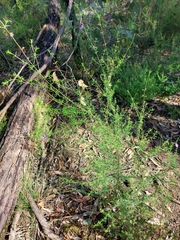 Prostanthera scutellarioides