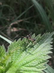 Ptychoptera contaminata