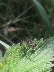 Ptychoptera contaminata