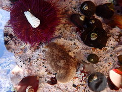 Pleurobranchaea bubala