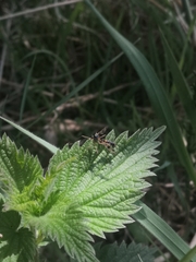 Ptychoptera contaminata