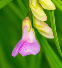 Lathyrus palustris