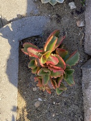Kalanchoe sexangularis