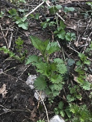 Urtica dioica