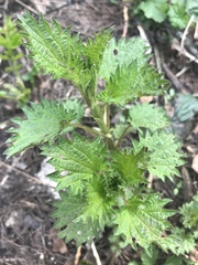Urtica dioica