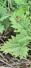 Criorhina floccosa