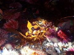 Anthophycus longifolius