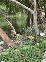 Varanus salvator macromaculatus