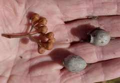 Corymbia erythrophloia