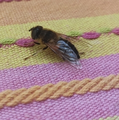 Eristalis pertinax