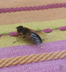 Eristalis pertinax