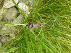 Actenicerus siaelandicus