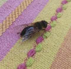 Eristalis pertinax