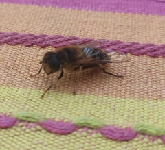 Eristalis pertinax