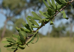 Excoecaria parvifolia