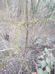 Pereskiopsis kellermanii