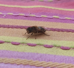Eristalis pertinax