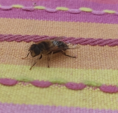 Eristalis pertinax