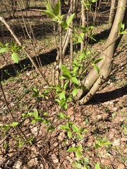 Prunus padus