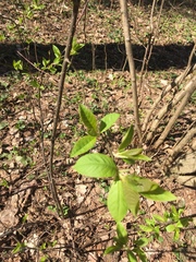 Prunus padus