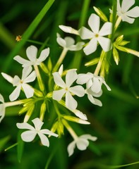 Phlox pilosa
