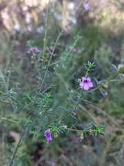Prostanthera scutellarioides