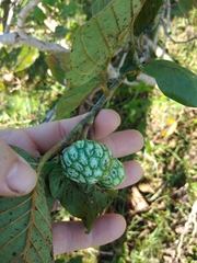 Annona senegalensis
