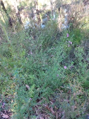 Prostanthera scutellarioides