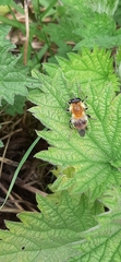 Criorhina floccosa