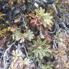 Alchemilla procumbens