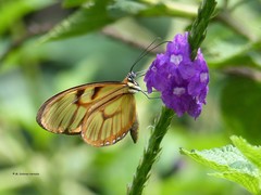 Athesis clearista