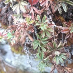 Alchemilla procumbens