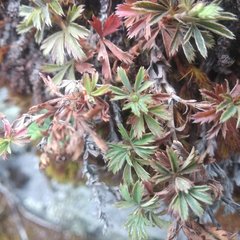 Alchemilla procumbens