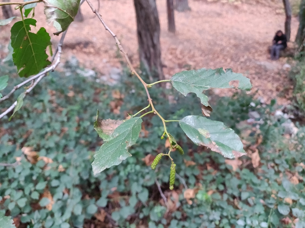 Oriental Alder