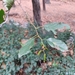 Oriental Alder - Photo (c) Davide Puddu, some rights reserved (CC BY), uploaded by Davide Puddu