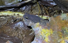 Ingerophrynus parvus