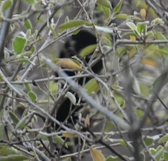 Crotophaga sulcirostris