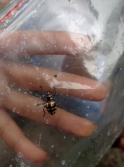 Metapocyrtus davaoensis