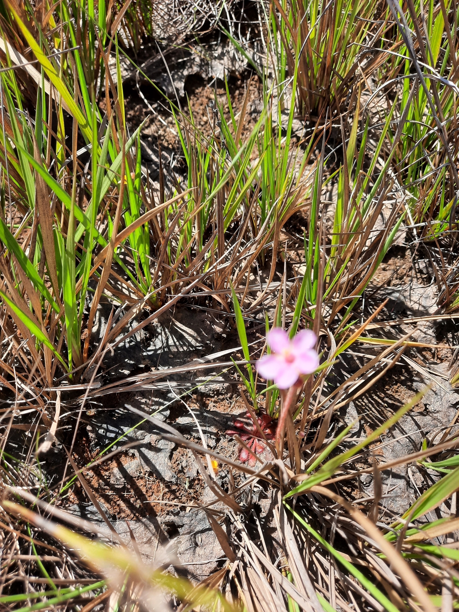Drosera hirtella